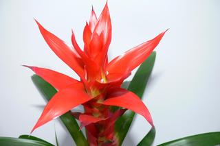 Guzmania