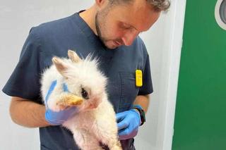 Zaniedbane króliki trafiły do Ady