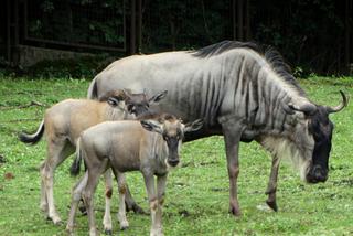 We wrocławskim zoo urodziły się gnu białobrode