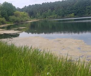 Jezioro Długie w Olsztynie zostanie oczyszczone z nadmiaru moczarki