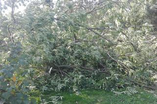 Powiśle. Halny łamał gigantyczne drzewa jak zapałki i przewracał je na samochody!