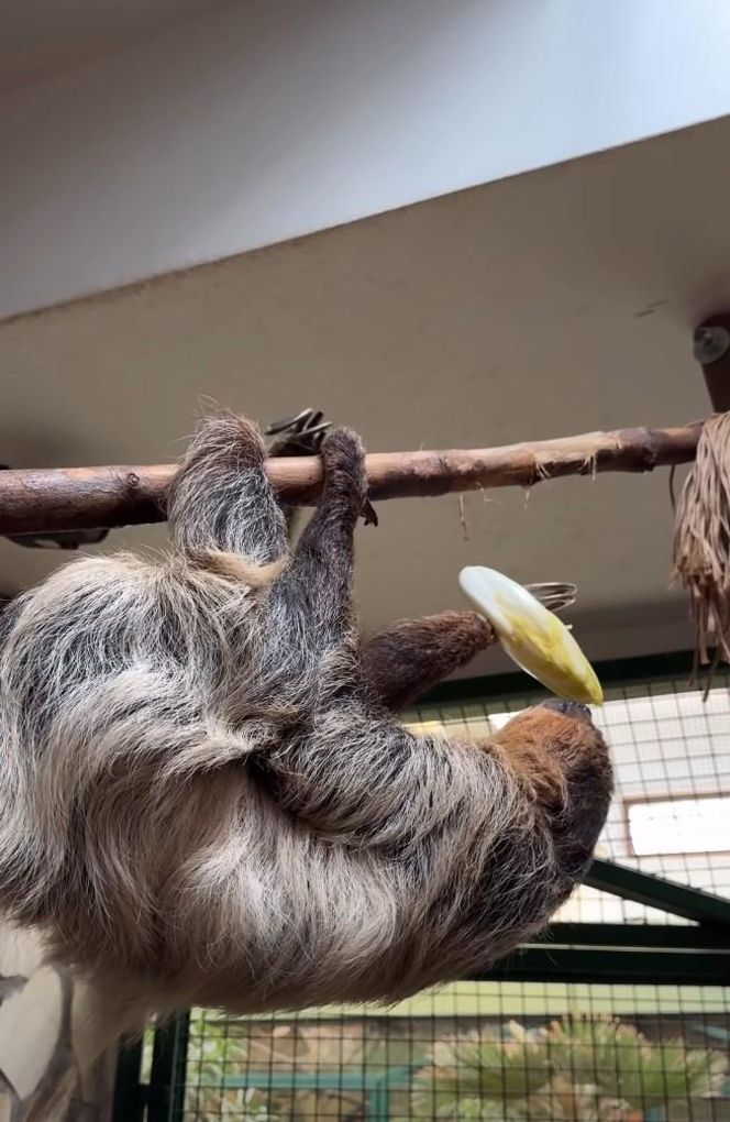 Leniwiec z ZOO Wrocław