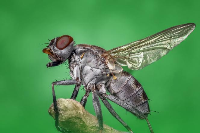 Mucha zdalnie sterowana. Naukowcy przejęli kontrolę nad mózgiem owadów