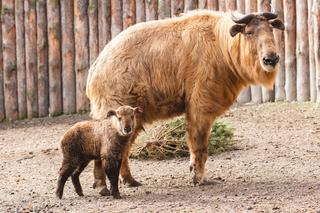 Te zwierzęta to niezwykle rzadki okaz. Młode takiny przyszły na świat w ZOO Wrocław