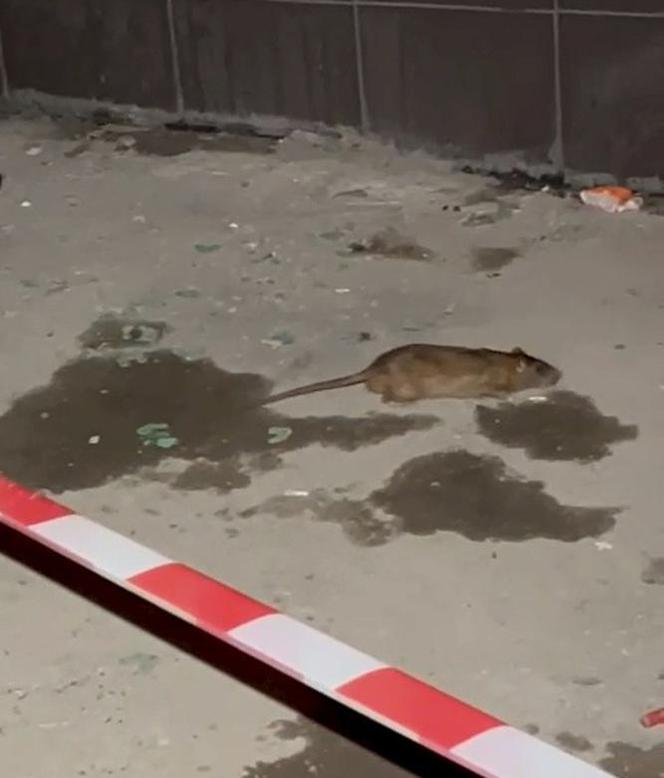 Plaga szczurów we Wrocławiu