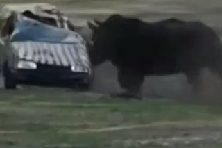 Wkurzony nosorożec kontra samochód - maszyna była bez szans! WIDEO