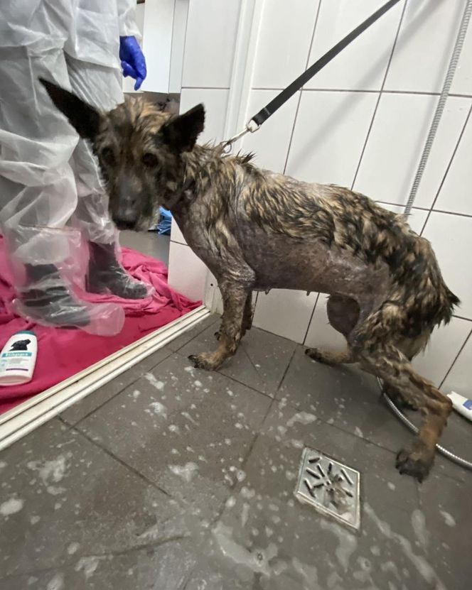 Pamiętacie Figę? Skrajnie zaniedbana suczka nie wróci do swoich właścicieli