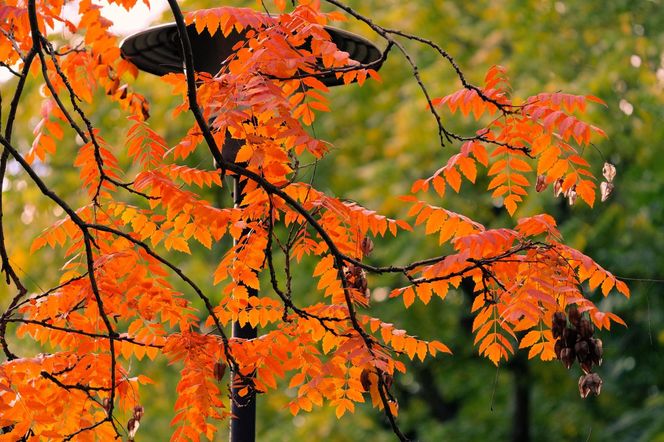 Ogród Botaniczny we Wrocławiu