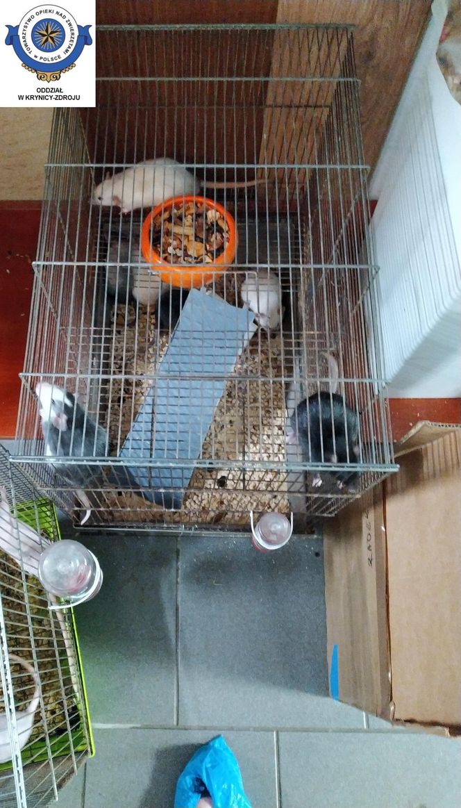 Dramatyczna interwencja w sklepie zoologicznym na Śląsku. Zwierzęta przetrzymywane w skandalicznych warunkach