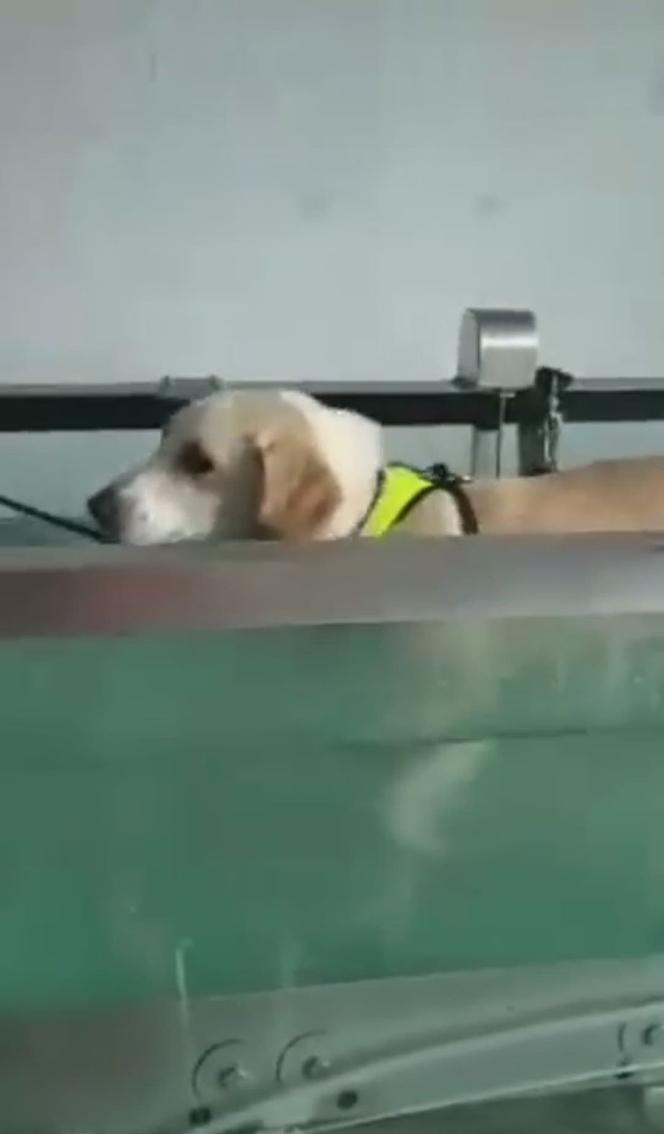 Ćwiczą dla parówki