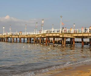 Czerwona flaga na kąpielisku w Gdyni Orłowie. Wszystko przez sinice