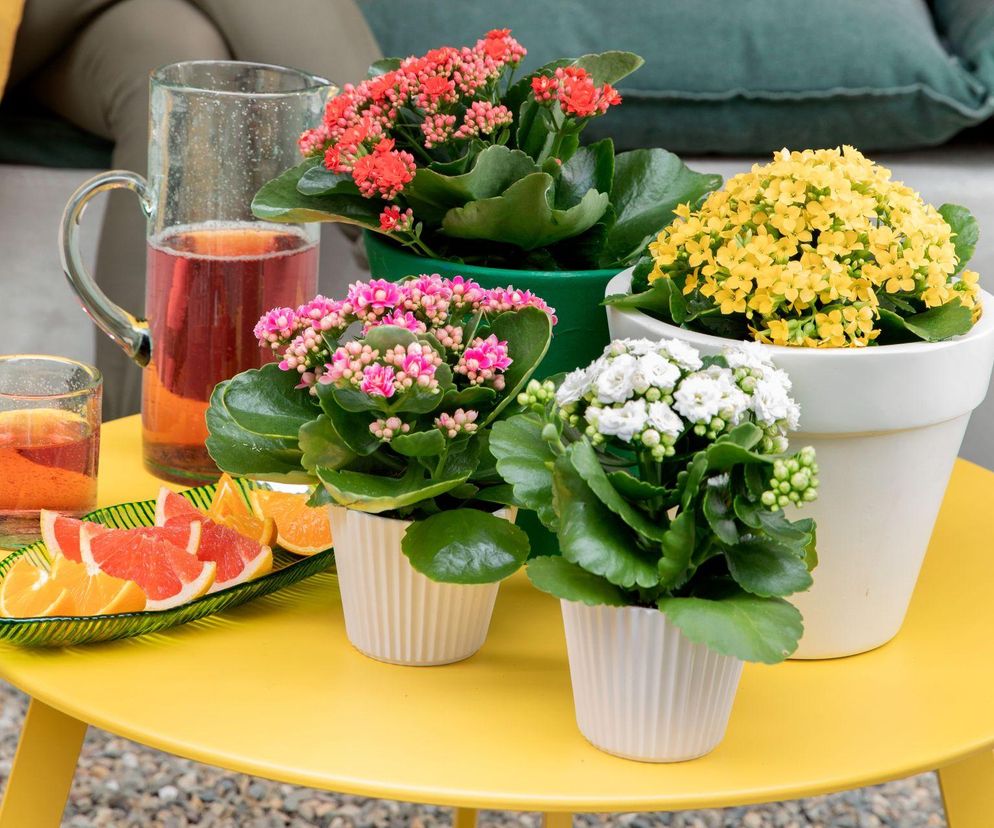 Kalanchoe Blossfelda