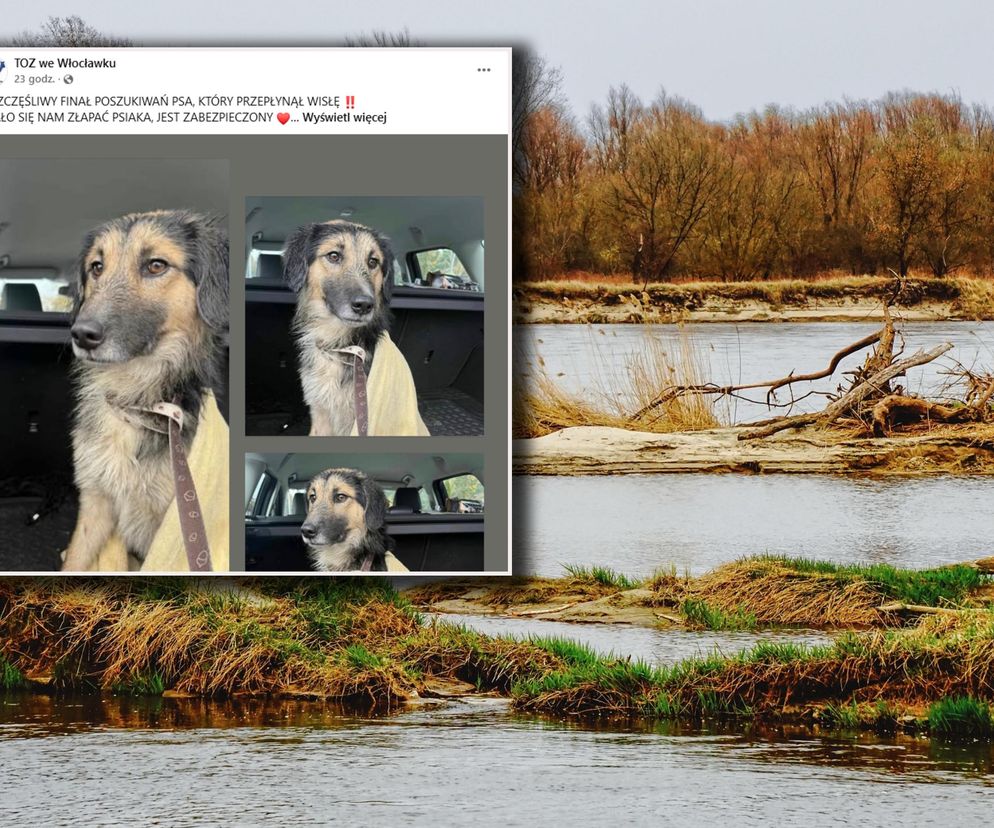 To cud! Porzucony pies, który wskoczył do Wisły, żyje! Teraz potrzebuje tylko miłości i spokoju