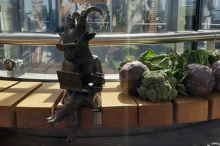 Ma laptopa, okulary, zegarek i filiżankę. To kolejny lubelski koziołek [GALERIA, WIDEO]