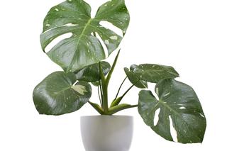 7 najciekawszych odmian monstery