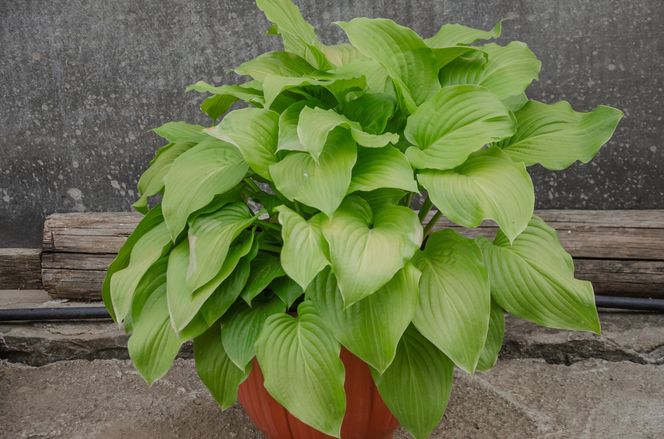 Funkia ogrodowa (Hosta)