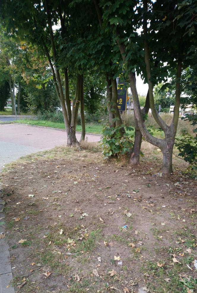 Poznań: Na drzewie wyrosły... misie! Interweniowali strażnicy 