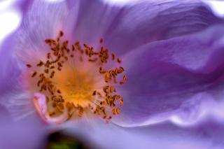 NAPIĘCIE PRZEDMIESIĄCZKOWE - pyłek kwiatowy w walce z PMS