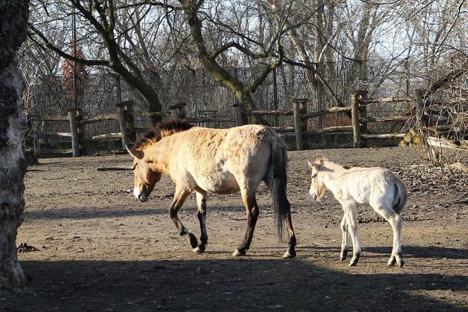  Warszawskie zoo ma nowego mieszkańca. To trzecie dziecko Primy i Larsa