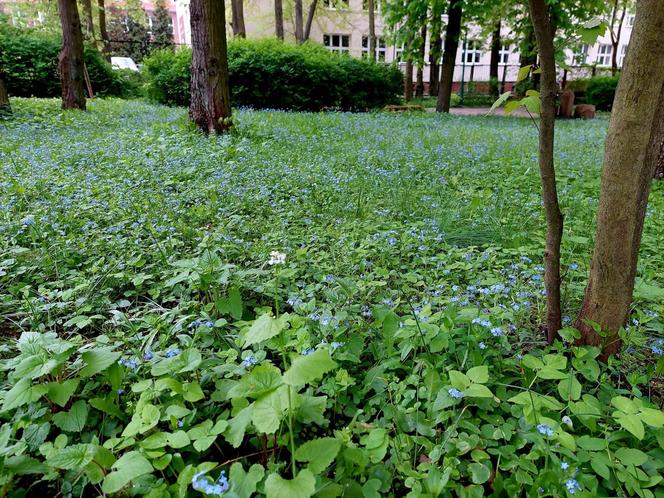 Ogród Botaniczny UKW jest jak nowy. Sprawdźcie, co się tam zmieniło!