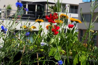 Kwietna łąka na balkonie 