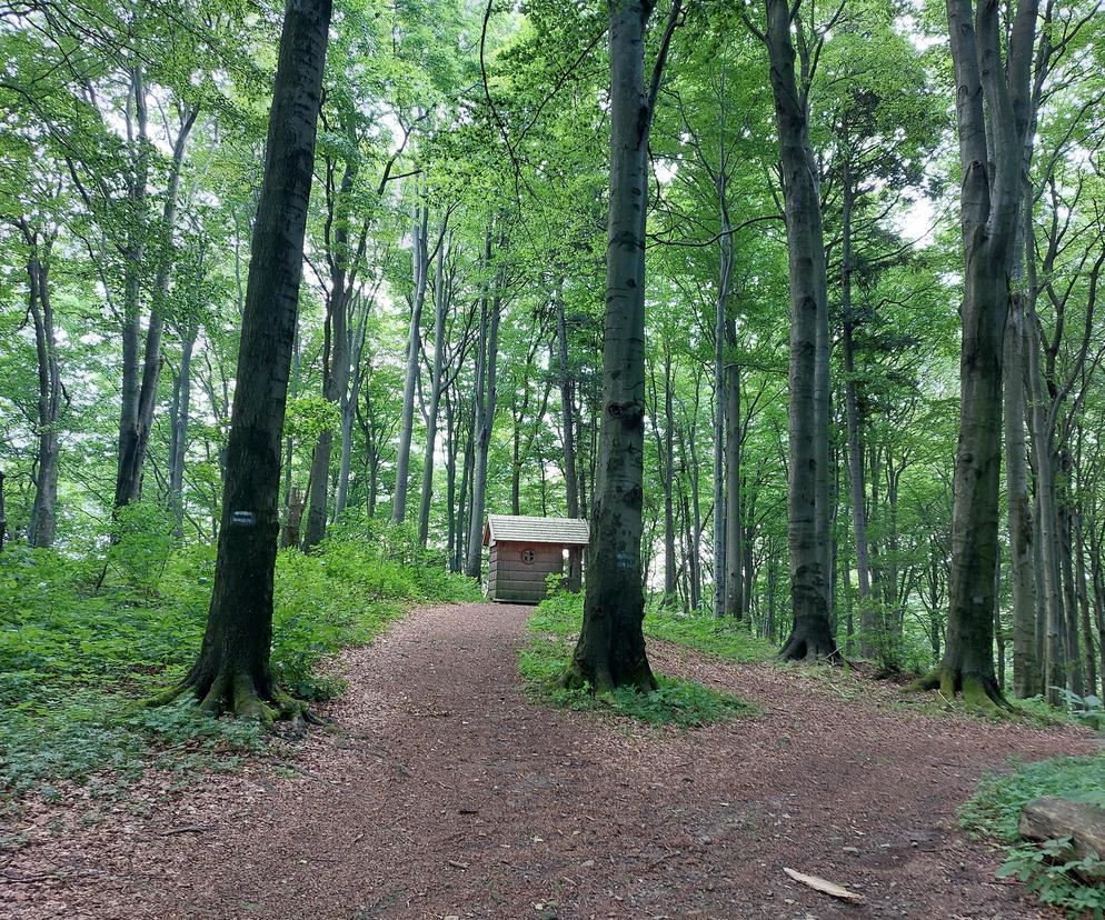 Góra Chełm w powiecie strzyżowskim na Podkarpaciu [GALERIA]