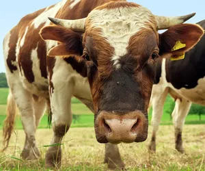 Stado byków zaatakowało 36-letniego rolnika! Dramat w Wielkopolsce
