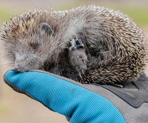 Bestialskie zachowanie dzieci. Znęcały się nad jeżem