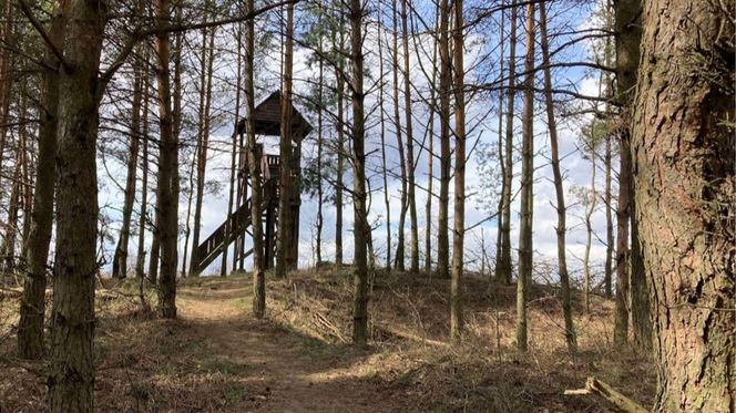 Tam jest najpiękniejsza wieża widokowa w Podlaskiem według AI. Tylko tu "zobaczysz region w pełnej krasie"
