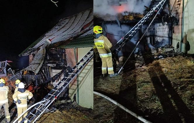 Tragiczny pożar w Przemyślu. Strażacy znaleźli sześć martwych koni