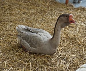 ZOOPARK w Lublinie. „Postawiliśmy na polski las. Chcemy promować nasze zwierzątka”