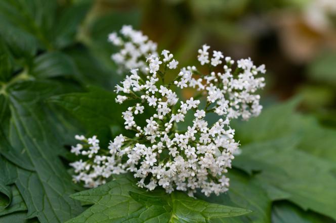 Kozłek lekarski - Valeriana officinalis