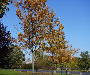 Park im. św. Jana Pawła II w jesiennych barwach