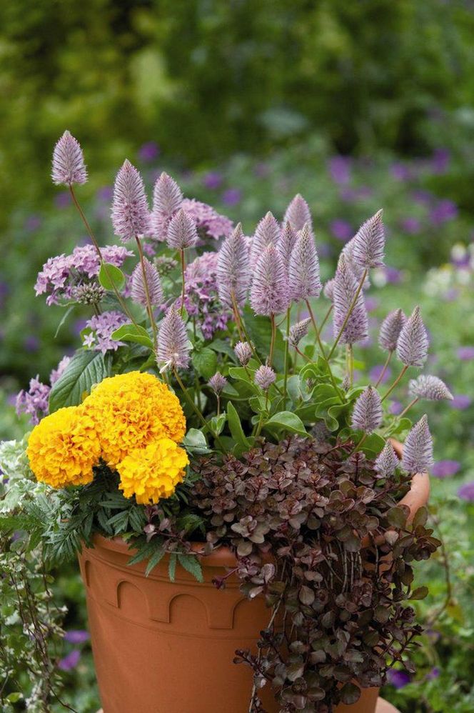 Ptilotus exaltatus