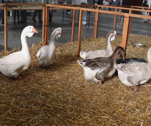 ZooPark ponownie przyciągnął do Targów Lublin tłumy miłośników zwierząt