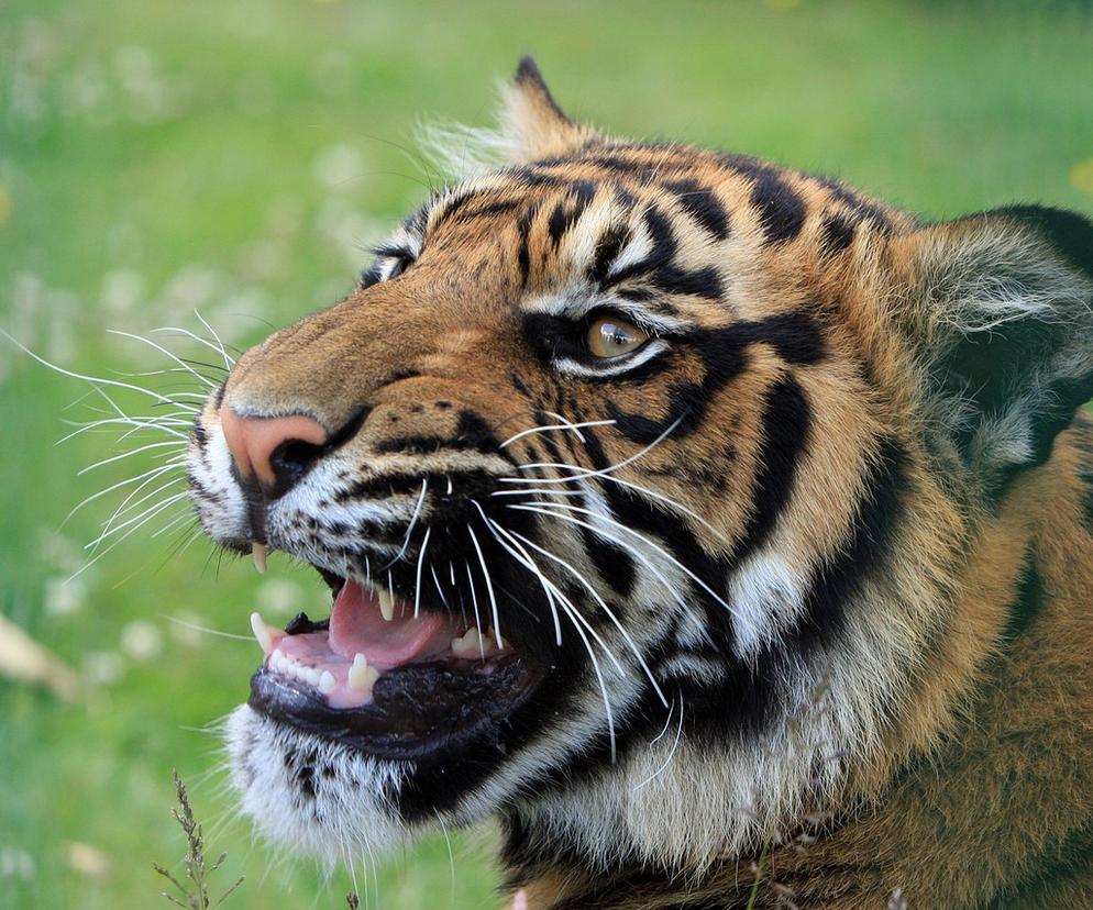 Na Słowacji grasuje tygrys, który uciekł z ukraińskiego zoo