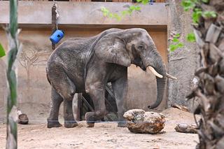 Słoń Leon ma urodziny. Wielka impreza w warszawskim ZOO