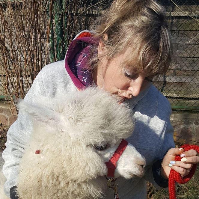 Alpaki zapraszają na spacery. To kolejna atrakcja w regionie!