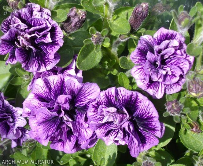 Petunia: rośliny na słoneczny balkon