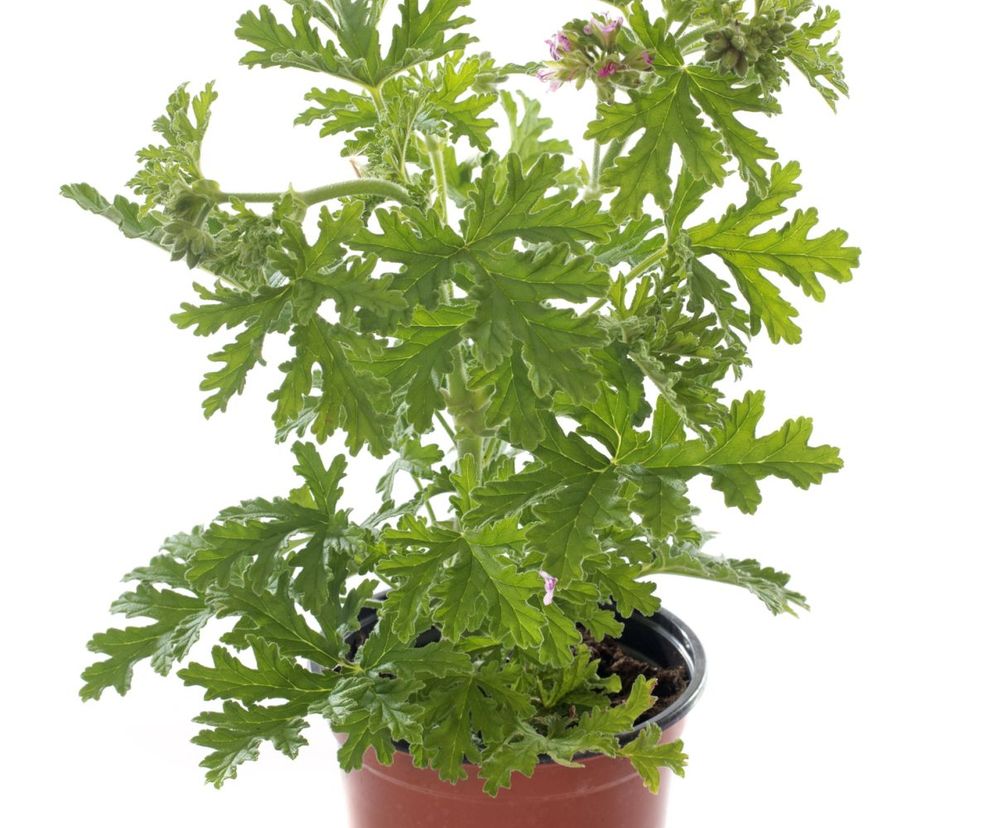 Pelargonia pachnąca