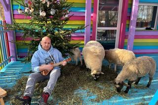 Świąteczne kolędowanie z baranami [GALERIA]