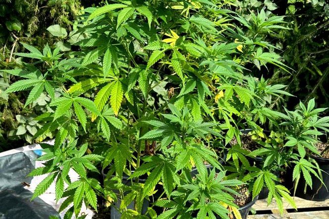 Plantacja konopi w powiecie Ostródzkim