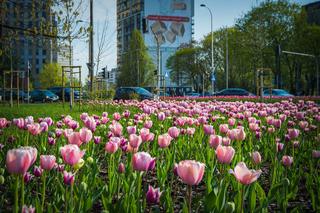 Warszawa utonęła w kolorowych tulipanach