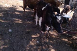 Krowy w gospodarstwie w Surażu