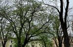 Cztery nowe pomniki przyrody w Lublinie. To olbrzymy, które w obwodzie mają razem prawie 16 metrów!