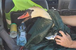 Łabędź zgubił się w lesie i nie miała siły wrócić do wody