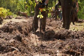 Blisko 1000 drzew posadzili pracownicy Ośrodka Kultury Leśnej w Gołuchowie 