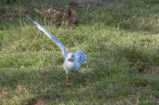 Motornicza uratowała mewę