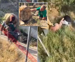 Lew zaatakował właściciela zoo, który poparł Putina. Gryzł w szyję