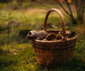 Są trujące, a wyglądają jak jadalne. Trwa grzybobranie w lasach regionu radomskiego